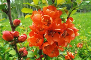 Japonica