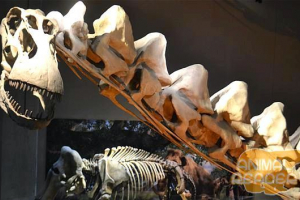 Allosaurus (allosaurus) - a világ egyik legnagyobb dinoszaurusza