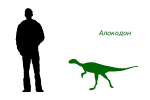Alokodon