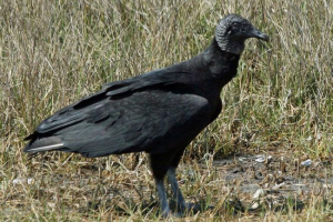 Amerikai black citail