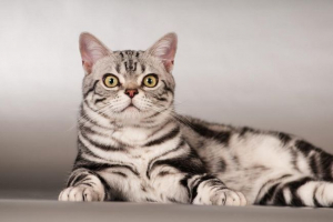 Amerikai shorthast cat: leírás, történelem, karakter, egészség, gondozás és vásárlás
