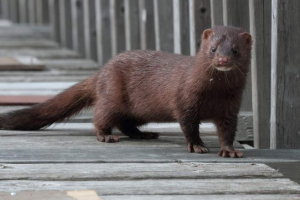 American mink - állat, gyönyörű és értékes szőrme