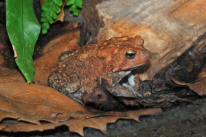 Amerikai toad a terráriumban. Fénykép a toha-ról