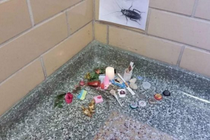 Az amerikai diákok ünnepélyesen eltemetették a csótányokat Az amerikai diákok ünnepélyesen eltemetették a csótányokat
