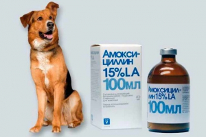Amoxicillin kutyáknak - miért neveznek ki?