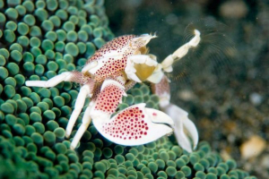Anemone porcelán rák: fotó, élőhelyek