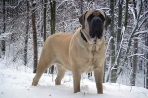 Angol mastiff - purebred briton