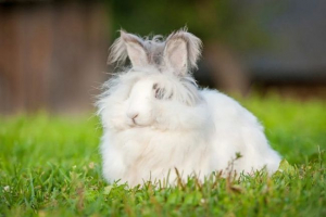 Angora nyúl