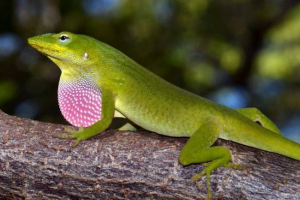 Analízis - fényes és aktív iguanák Analízis - fényes és aktív iguanák