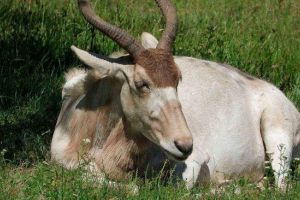 Antilop mendez, vagy addax - az élethez igazított állatok a szahara sivatagban