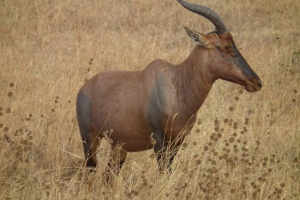 Antilope topi: megjelenés, viselkedés és reprodukció
