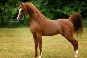 Arab lovak. A fajtiszta lovak tartalma
