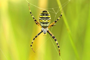 Argiop bunnunich