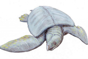 Archelon - hihetetlen méretű teknős