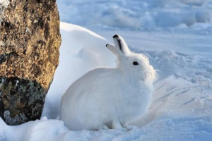 Arctic square (polar hare)