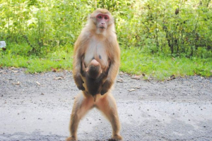 Assam macak - mountain primate