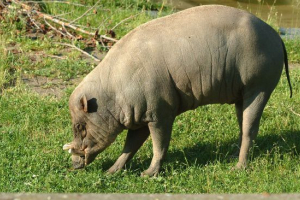 Babirussa