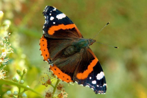 Pillangó admirális