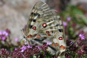 Butterfly apollo - levelezés szépség