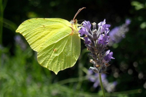 Butterfly limonnitsa: leírás, nézetek, fotók