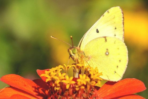 Butterfly limonnitsa