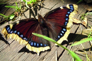 Butterfly turnitsa
