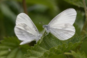 Butterfly - a család megtekintése és leírása