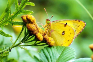 Pillangó jaundice
