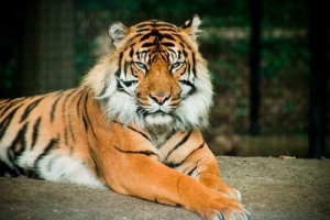 Balinéz tigris - megsemmisített alfajok Balinéz tigris - megsemmisített alfajok
