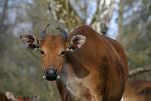 Bantang - a kegyelem megtestesítése a bikák között
