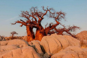 Baobab - leírás és fotó egy óriási hosszú élettfa