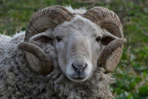 Ram