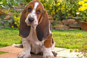 Basset hound - tajtárgyak leírása