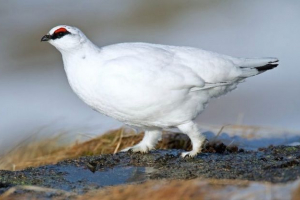 Fehér partridge