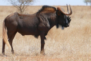 Belochpiece gnu