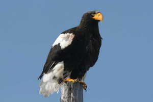 Fehér eagle: zivatar tömítés