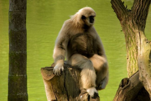 Belorussian gibbon Belorussian gibbon