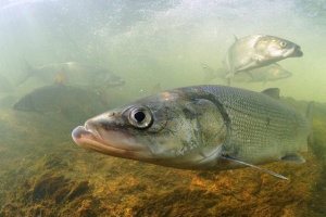 Belorybitsa
