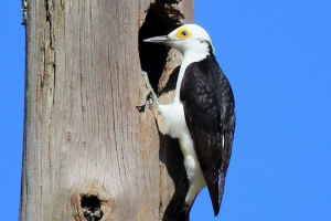Fehér woodpecker a genomerapesből