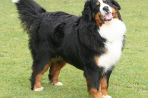 Bernese zennenhund: case mestere