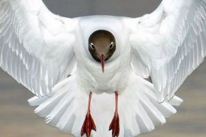 Seagull nélkül a tenger felett - nincs tenger Seagull nélkül a tenger felett - nincs tenger