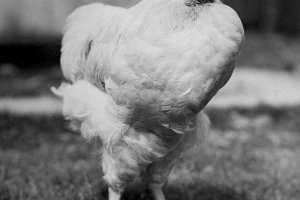 Hemless rooster mike: szokatlan történet Hemless rooster mike: szokatlan történet