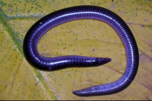 Kegyetlen (férgek)
