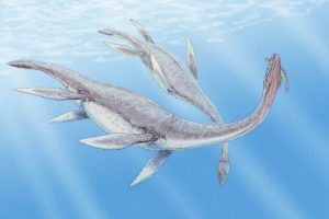 A biológusok megtanulták, hogy az úszás plesosaurs A biológusok megtanulták, hogy az úszás plesosaurs