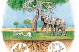 Biotikus környezeti tényezők
