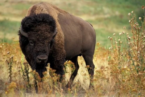 Bizonosubr - bison plusz bölény Bizonosubr - bison plusz bölény