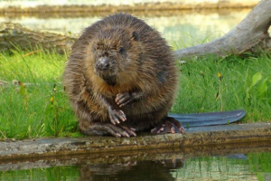 Beaver: mi az? Beaver: mi az?