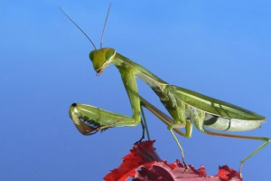 Mantis