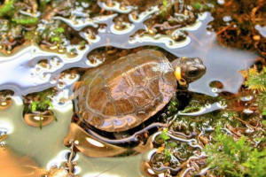 Malenberg marsh turtle: minden információ, leírás