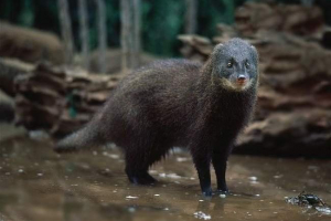 Swamp mongoose - vízfehér ragadozó